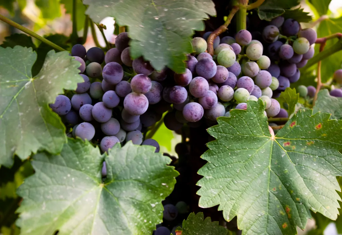 Baroloprovning | Stockholm