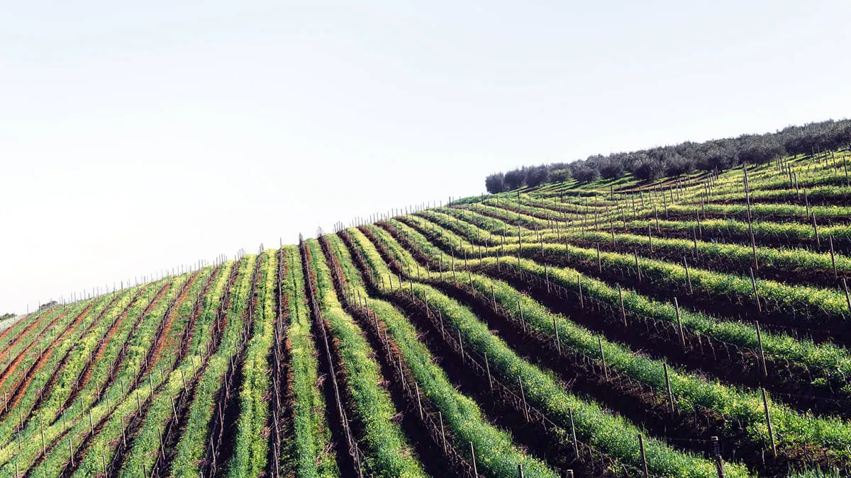 Italiensk vinprovning | Stockholm