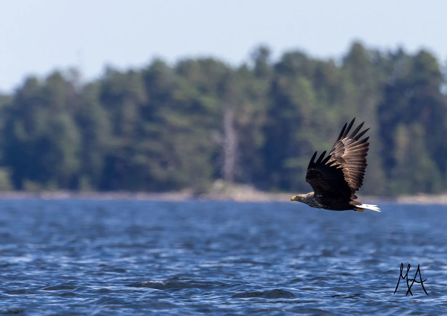 Säl- & Havsörnssafari