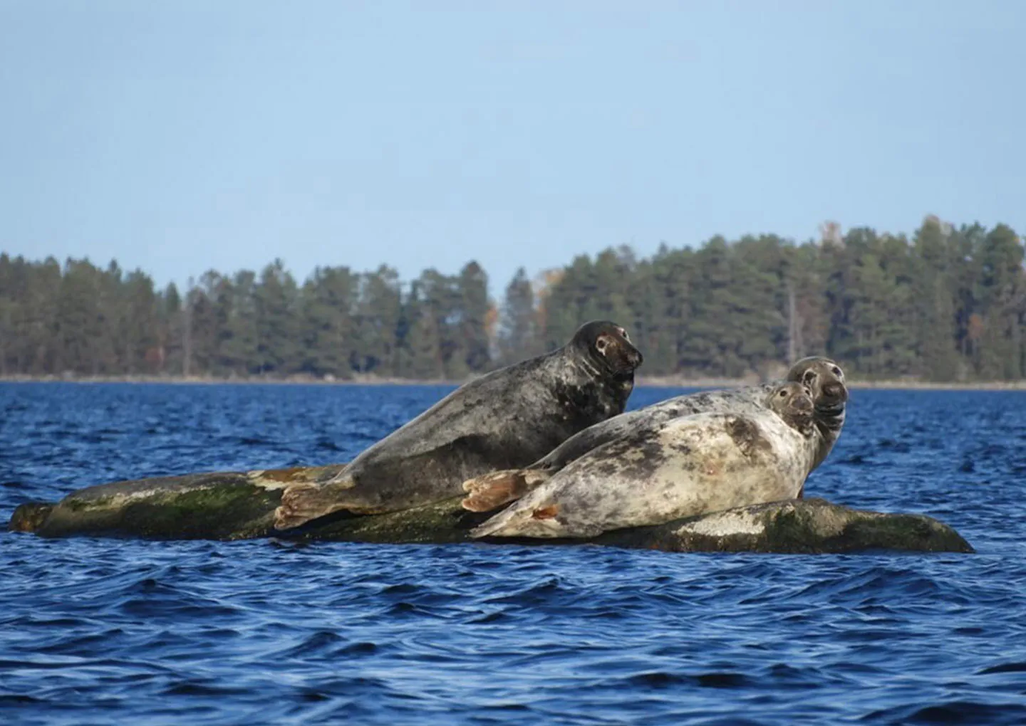 Skärgårdssafari för två